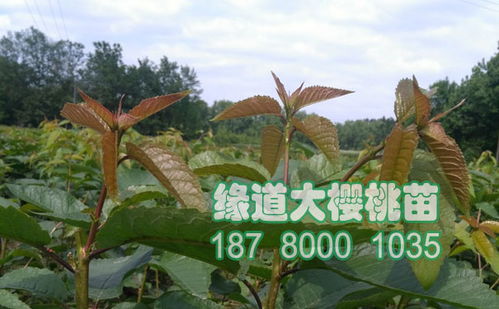 铃兰在原产地耐寒温度是多少？在我国北方地区种植时需要注意哪些栽培技巧以适应低温环境