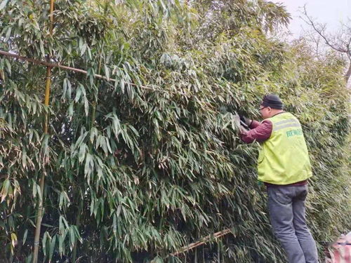 夏季招财树落叶处理：修剪病枝