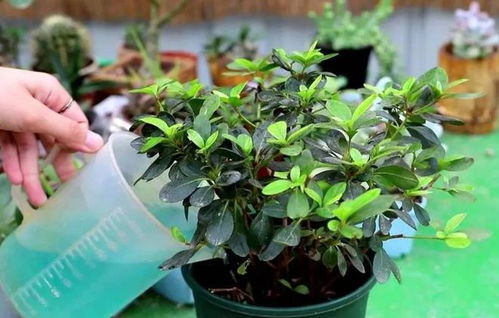 Q：叶子长斑怎么办？