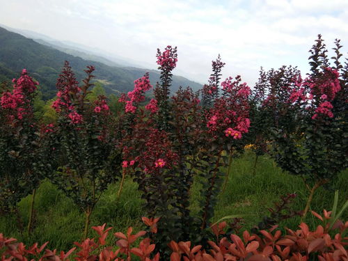 遇见紫薇，刮目相堪