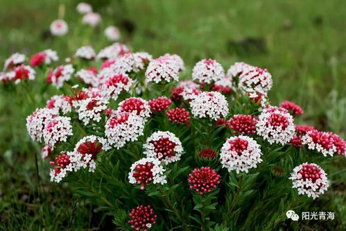 多年生草本植物的神奇之处