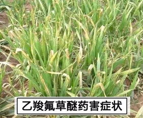 内吸传导型除草剂