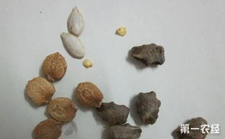 樱桃种子发芽小技巧