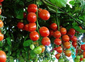 小番茄种植时常用哪些有机农药？