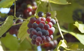 不建议杀菌剂和膨大剂一边使用！