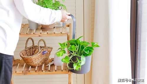 寒露家养植物如何浇水？如何避免黄叶