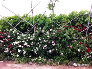藤本月季修剪养护原因