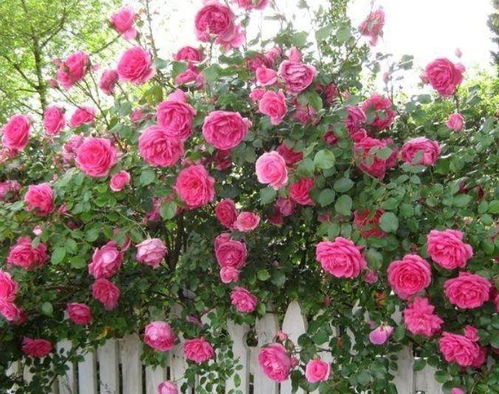 浇水有讲究， 不要让它渴着