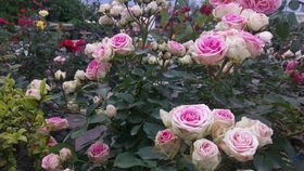 梦幻般的粉色藤本月季花海，你的浪漫角落