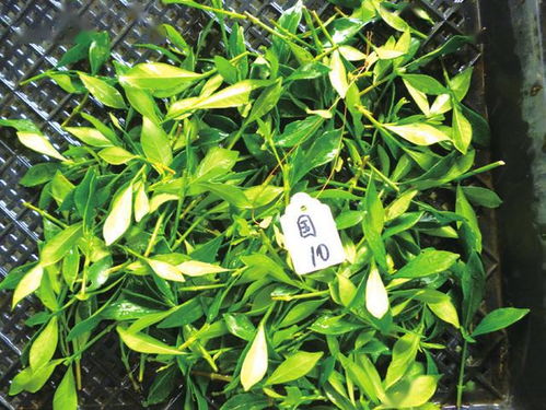 小叶栀子不长，土壤肥力不足