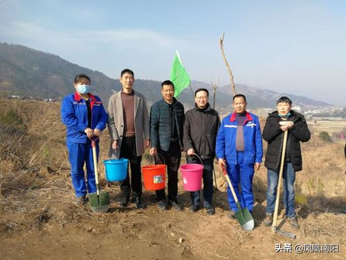 桐柏县冬季植树造林，抢抓机遇的绿色盛宴