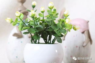 巴西木开花后如何处理？了解养护要点