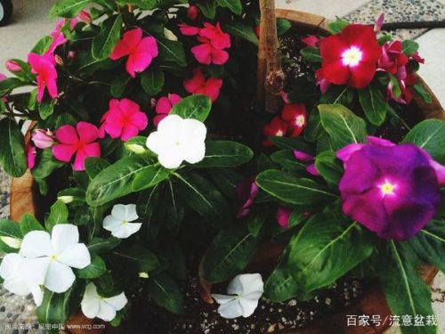 价格越贵，花越壮？