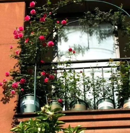 珊瑚钟：阳台整个冬天dou是美美的，耐寒性fei常好