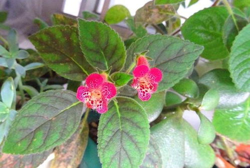 梅花室内养殖，如何让花开得更艳