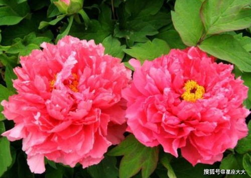牡丹花与哪个生肖紧密相连？这其中的缘分又是什么呢
