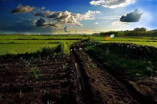 羊茅， 贫瘠土地的守护神