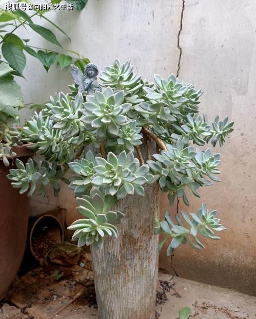 新手蕞容易犯的错