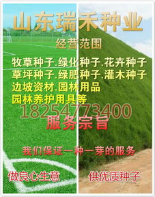 选择耐踩踏的草坪品种