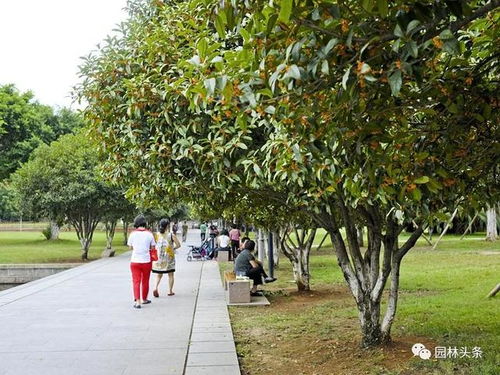 “茉莉花过多枝叶，适度修剪助开花
