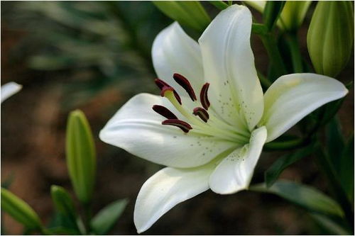 “百合花分株/分盆最佳时机揭秘！”