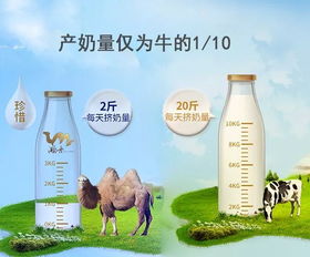 骆驼奶富含胰岛素，被誉为糖尿病患者的天然克星
