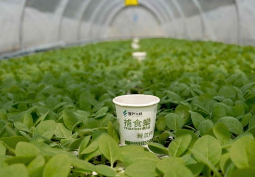 黄豆治虫，这些农药用得好