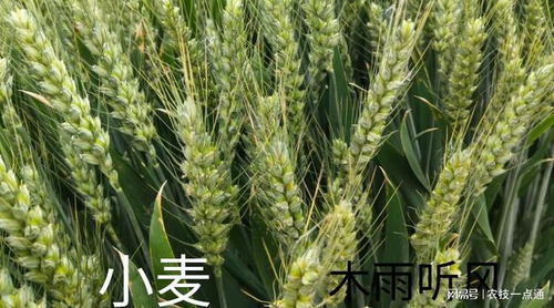 不同情况下的浇水时间