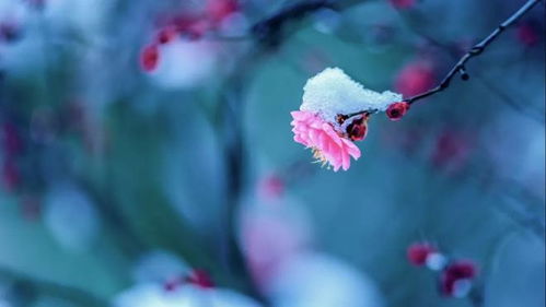“梅花傲雪，你可知它为何如此坚韧