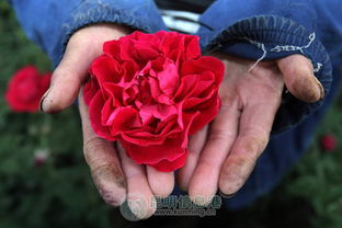 昆明美食与花卉的邂逅