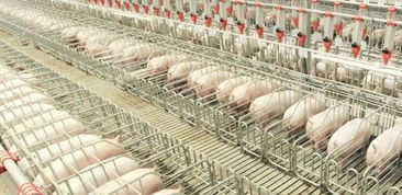 农业养殖站建设需关注：选址、设施、饲料、防疫、技术