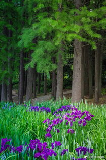 茉莉花：香气浓郁， 驱散炎热