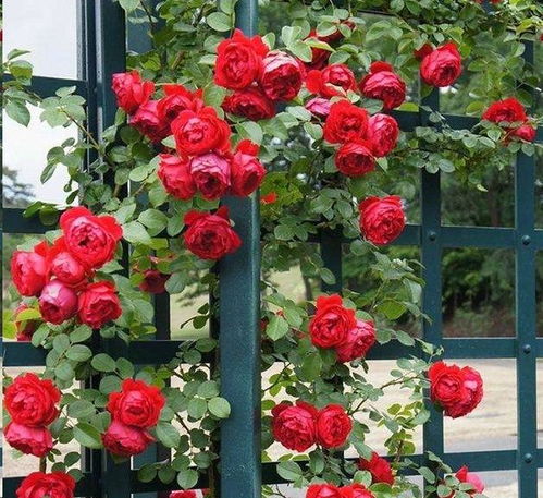 惯与藤本月季，你了解多少？