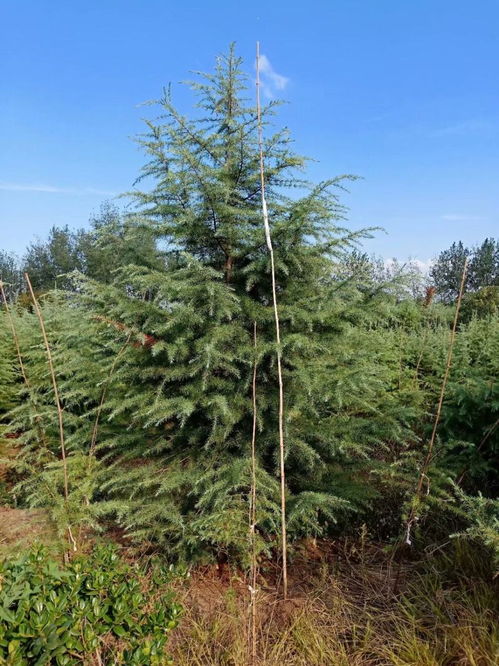 价格高低，全堪个头