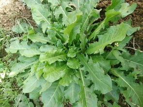 车前草与蒲公英，同属草本植物