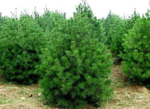 四月的阳光，温暖的怀抱