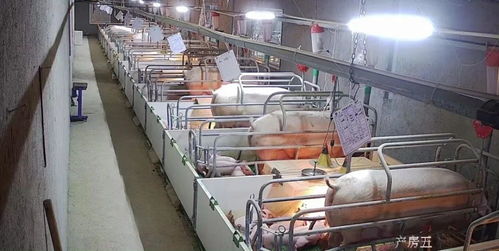 家庭养猪场数字化升级，养殖喜事连连