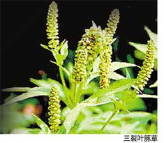 百毒不侵的植物？