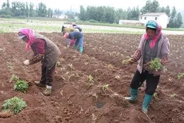 芍药市场探秘：收购地点、 价格与质量要求揭秘