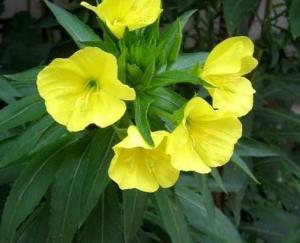 柳叶菜绿意盎然月见草夜色绽放