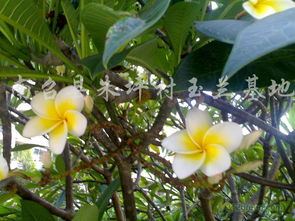 黄玉兰：玉兰中的珍品