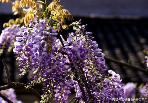 一年Neng长多高？让我来告诉你