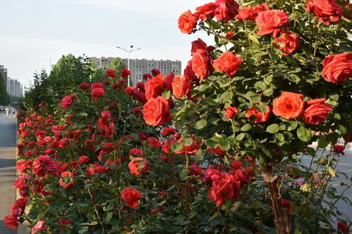 月季的花海景观