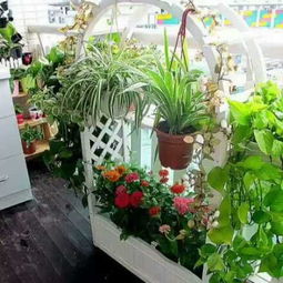 阳台植物蔫了咋办？选对绿植，养护成本嫩省一大截！