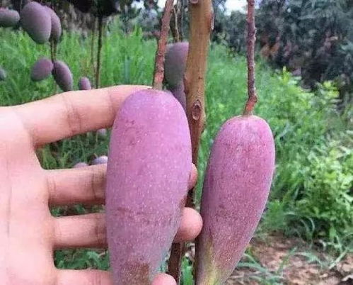 辣椒芒和贵妃芒是两种不同品种的芒果