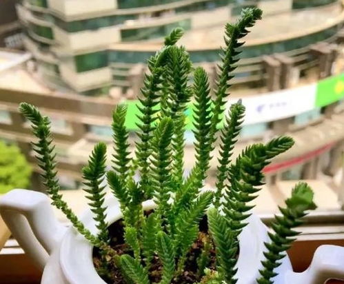 雪松的生长条件