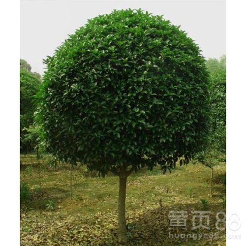 地栽桂花树施肥，选用何种肥料最旺养好