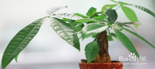 发财树冬天叶子变黄是什么原因？如何正确处理