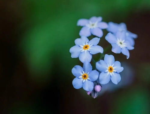 米兰花，千年传承