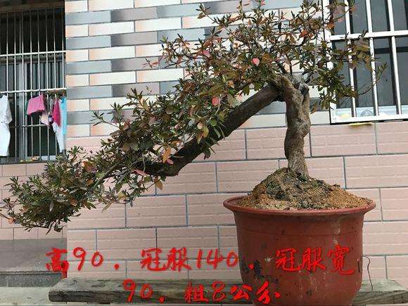 “映山红下山桩养护攻略，轻松养爆盆！”